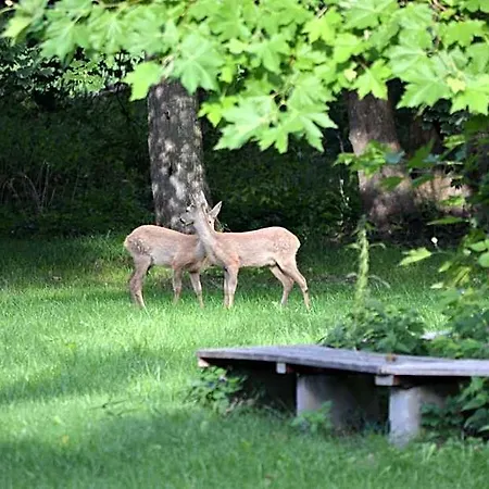 Boutiquehotel Gut Tribbevitz Auf Ruegen Otel